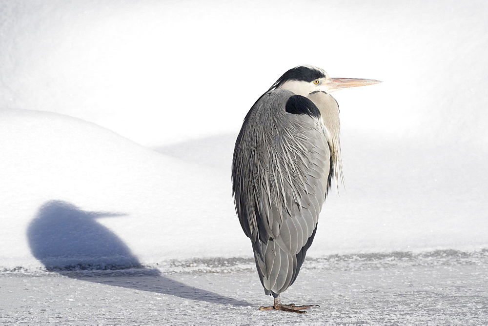 Grey heron (Ardea cinerea) standing on ice surface, Hesse, Germany, Europe