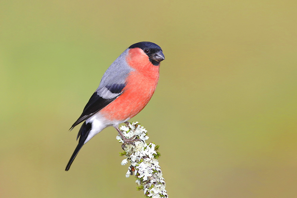 Eurasian bullfinch (Pyrrhula pyrrhula), Gimbel male sitting on a lichen covered branch, North Rhine-Westphalia, Germany, Europe