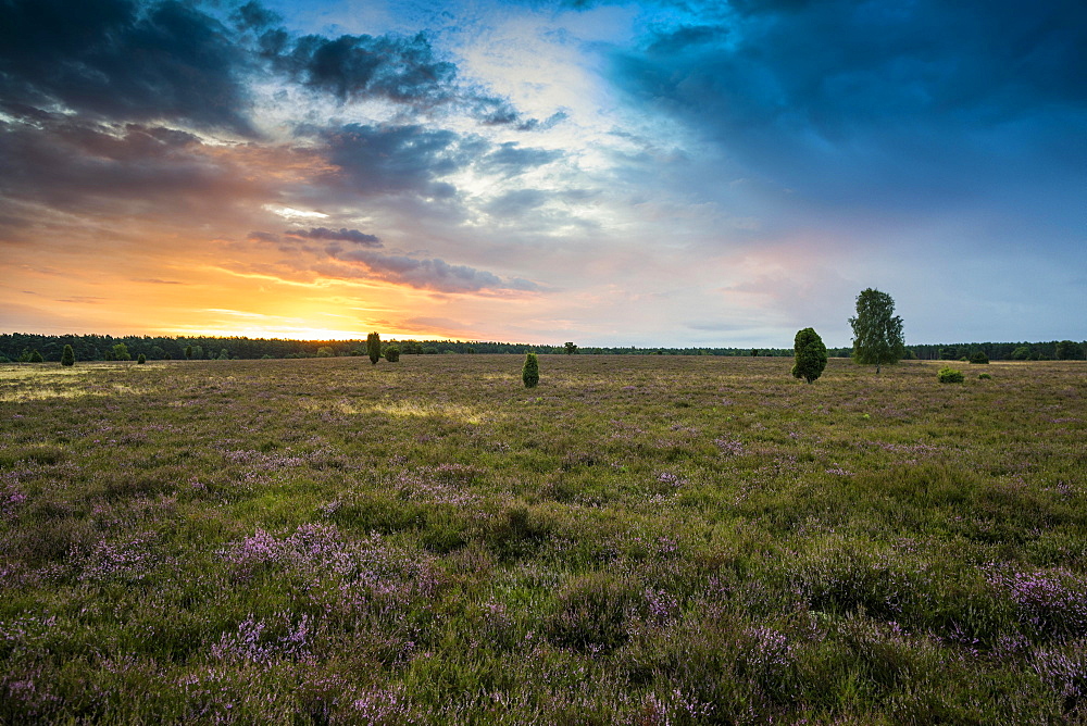 Flowering heath and birch trees, sunrise, Fassberg, Southern Heath, Lueneburg Heath nature Park, Lower Saxony, Germany, Europe