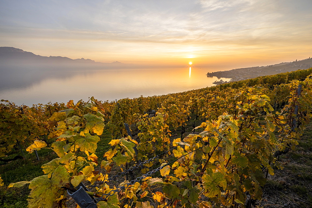 View of vineyards and Lake Geneva from the winegrowing village of Epesses, sunset, UNESCO World Heritage Site Lavaux, Vaud, Switzerland, Europe