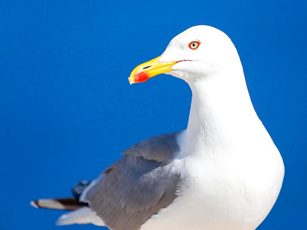 Yellow-legged gull (Larus michahellis), portrait, Cap Formentor, Majorca, Spain, Europe