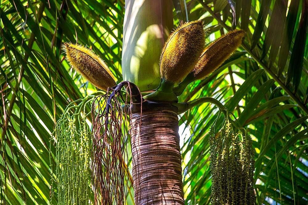 Fruits and flowers, Deckenia nobilis, Palmiste, Fond Ferdinand Nature Reserve, Praslin, Seychelles, Praslin, Seychelles, Africa