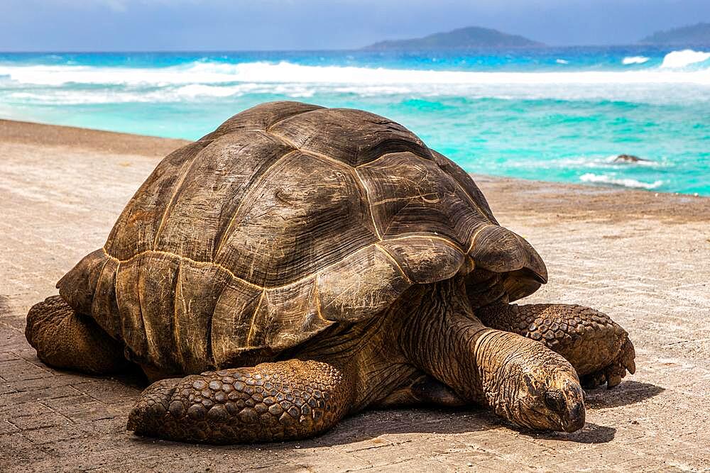 Aldabra giant tortoise (Geochelone gigantea), Aldabra Giant Tortoise, Granite Island, La Digue, Seychelles, La Digue, Seychelles, Africa