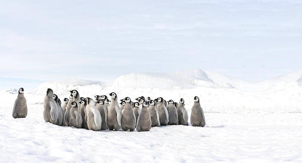 Group of little emperor penguins, little emperor penguins gathered in the snow, Antartica