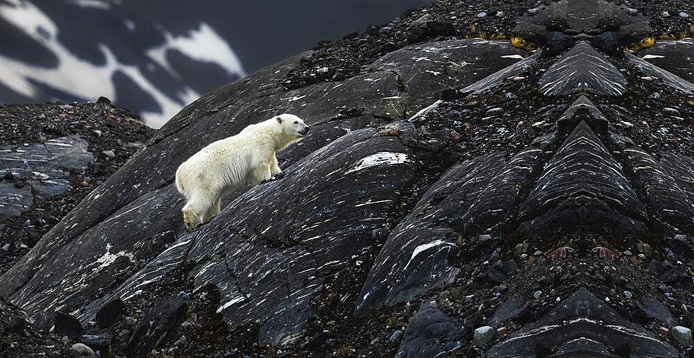 Little polar bear in the mountains, polar bear in Antarctica, polar bear walking in the mountains, Antartica