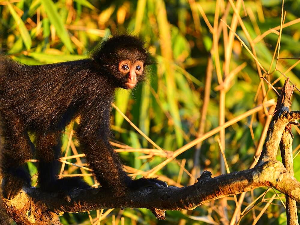 Peruvian spider monkey (Ateles chamek), juvenile sitting on a branch, Serere Eco Reserve, near Rurrenabaque, Beni District, Bolivia, South America