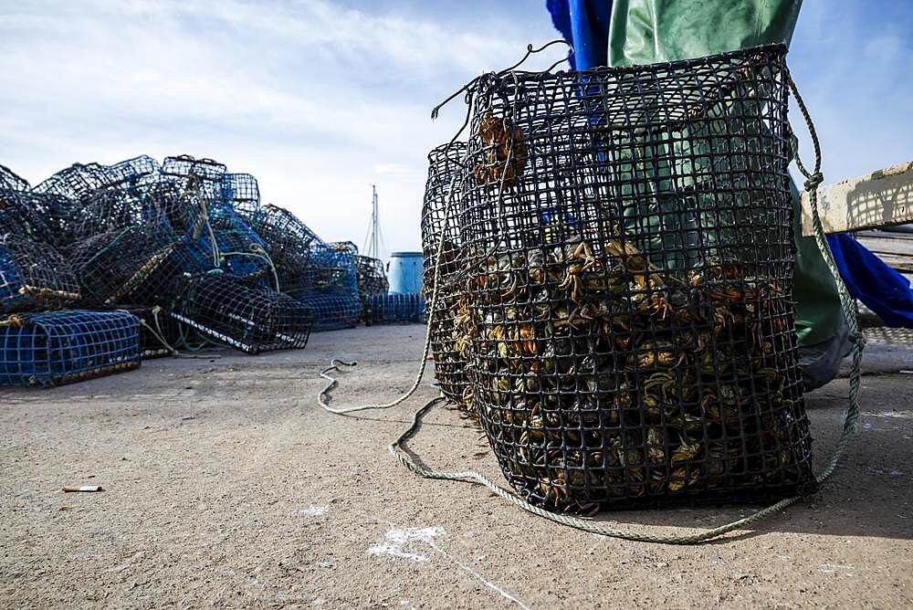 Many of the small green crabs are in the basket in the harbor in Alvor, Portugal. Fishermen use crabs as a bait for octopuses