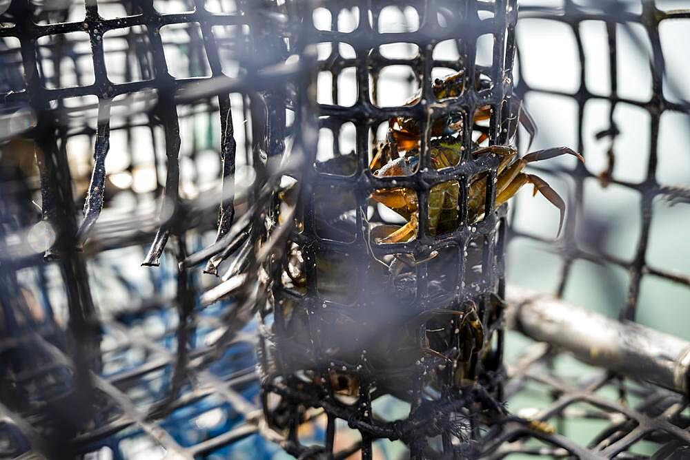 Small crabs used as bait in octopus traps in Alvor, Algarve, Portugal, Europe