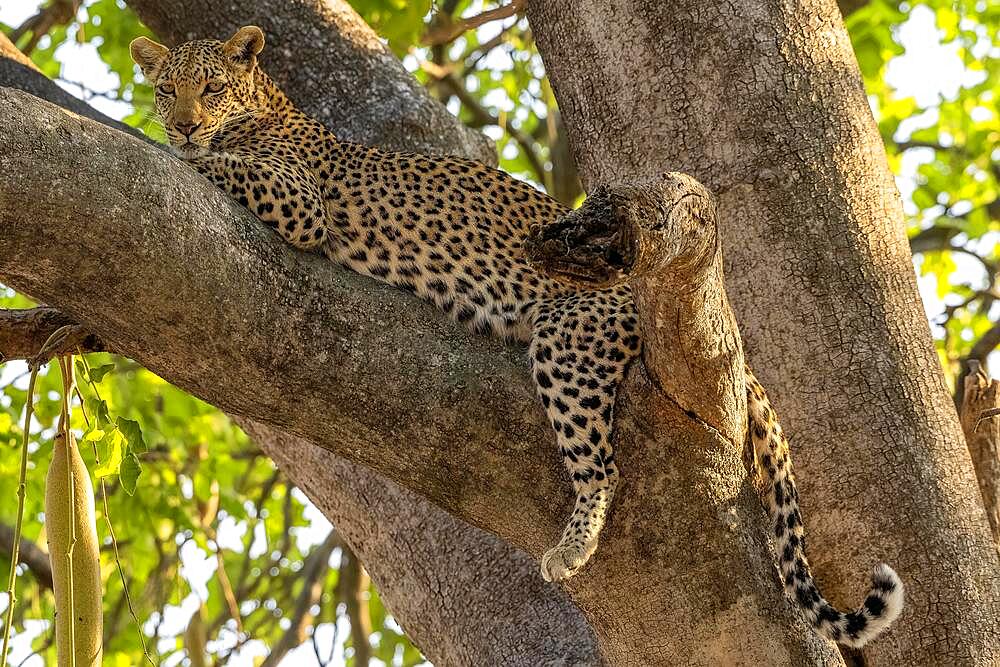 African leopard (Panthera pardus), lying on kigelia (Kigelia africana), Moremi Game Reserve West, Okavango Delta, Botswana, Africa