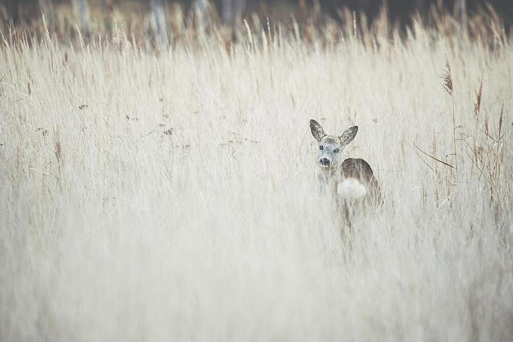 Roe deer (Capreolus capreolus), female, meadow, grasses, podkarpackie, Poland, Europe