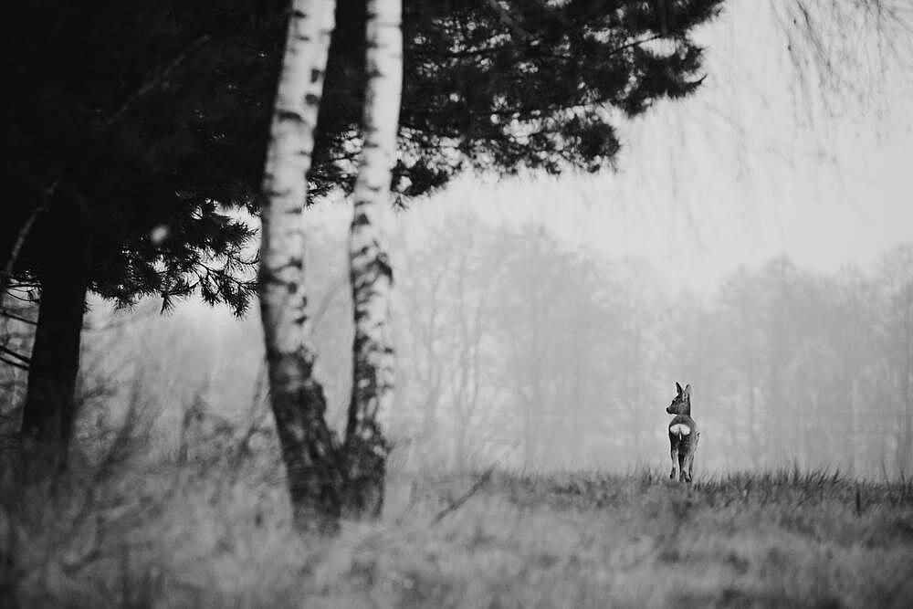 Roe deer (Capreolus capreolus), meadow, b&w, podkarpackie, Poland, Europe