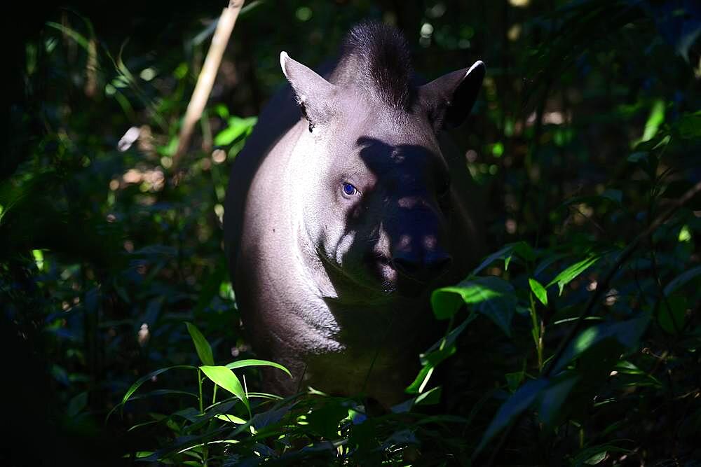 Lowland tapir (Tapirus terrestris) in the jungle, Serere Eco Reserve, near Rurrenabaque, Beni District, Bolivia, South America