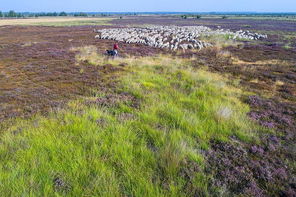 Aerial view of a flock of sheep in the Neustaedter Moor, Wagenfeld, Lower Saxony, Germany, Europe