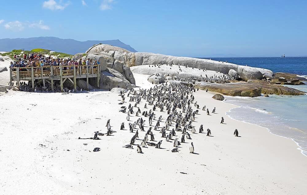 African penguins (Spheniscus demersus), colony on beach, on land, people on a viewing platform, Boulders Beach, Simon's Town, Western Cape, South Africa, Africa