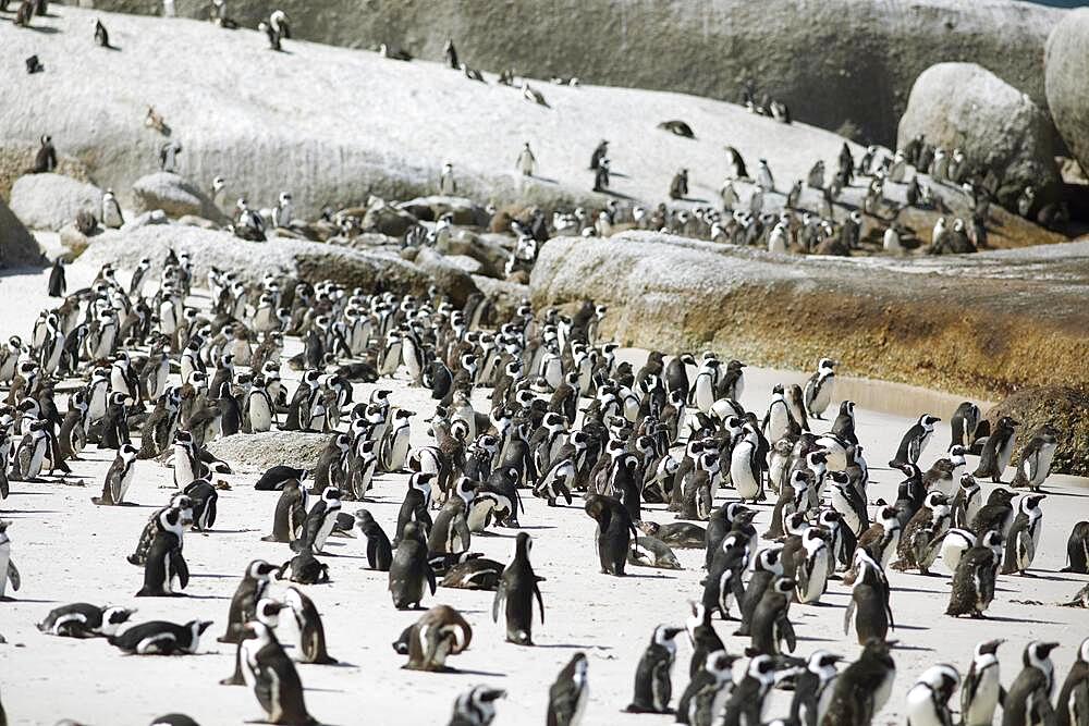 African penguins (Spheniscus demersus), colony on the beach, on land, Boulders Beach, Simon's Town, Western Cape, South Africa, Africa