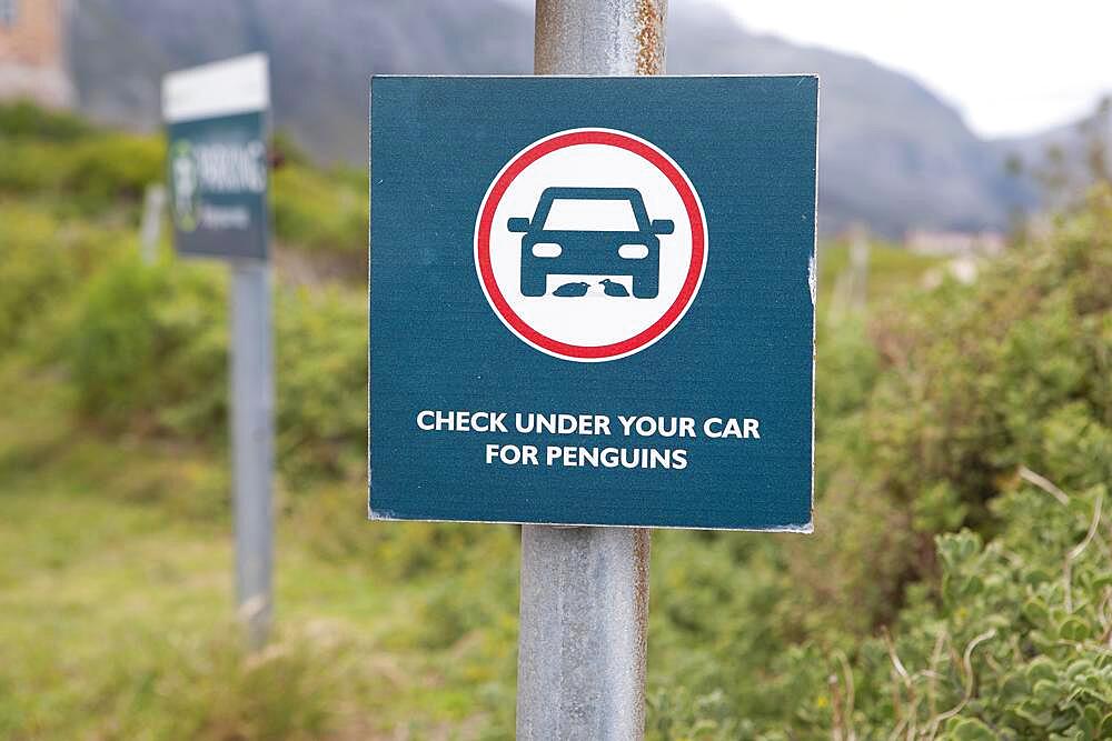 Sign pointing out penguins, Boulders Beach, Simon's Town, Western Cape, South Africa, Africa