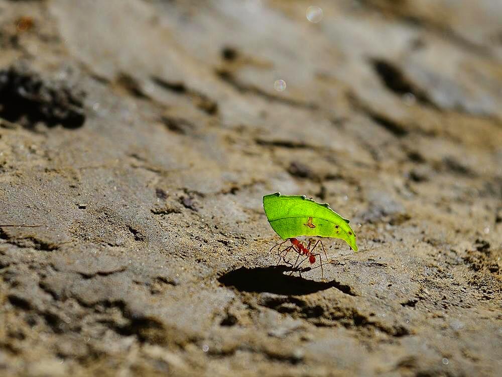 Leafcutter ant (Atta cephalotes) transports part of a leaf, Serere Eco Reserve, near Rurrenabaque, Beni district, Bolivia, South America