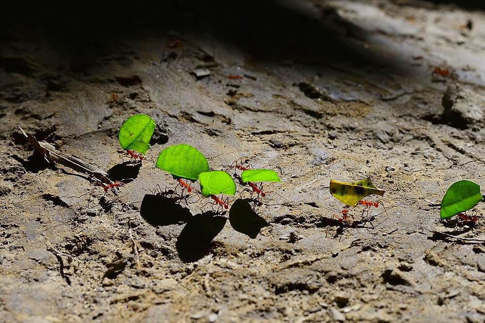 Leafcutter ants (Atta cephalotes) transport parts of leaves, Serere Eco Reserve, near Rurrenabaque, Beni District, Bolivia, South America