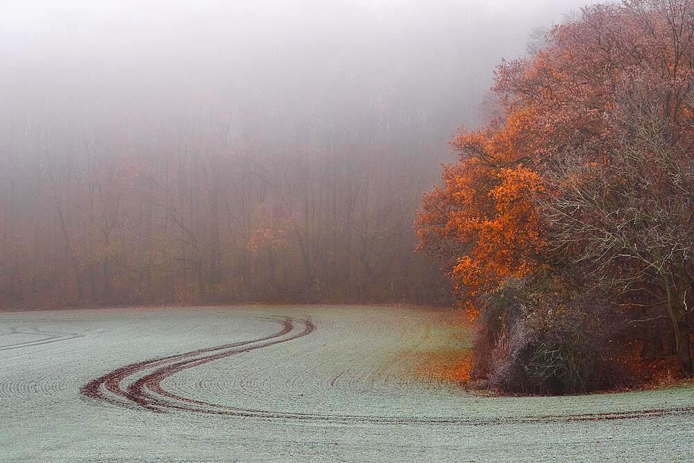 Path through a field covered with hoarfrost at the edge of a forest in Thuringia near Erfurt