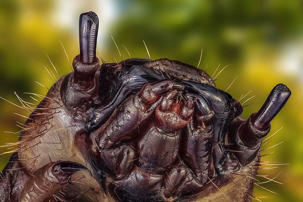 Head of a mealworm (from the family of mealworm (Tenebrio molitor), macro photo, magnification ABM 5 :1, Hesse, Germany, Europe