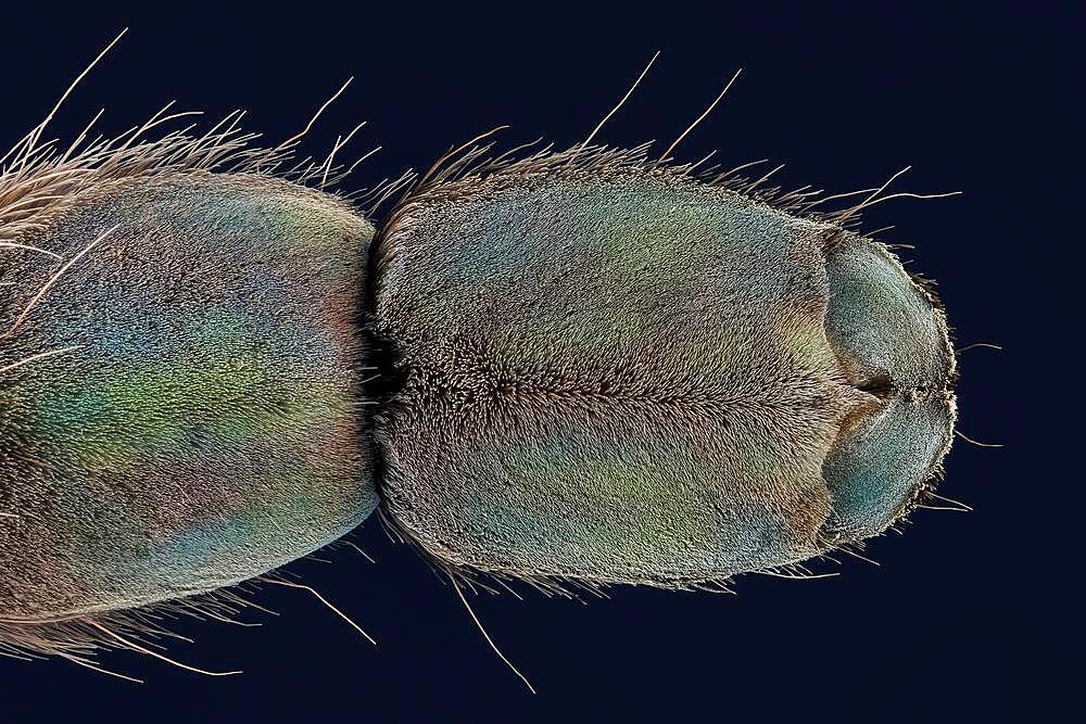 Underside of a spider's foot, macro photo, magnification ABM 5 :1, Hesse, Germany, Europe