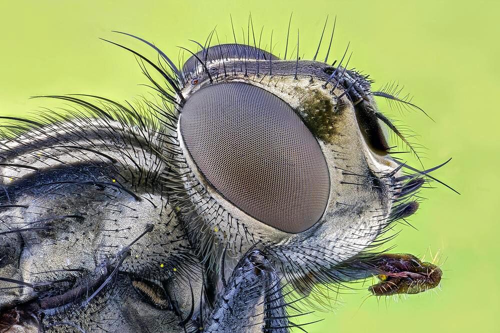 House fly (Musca domestica), macro photo, magnification ABM 5 :1, Hesse, Germany, Europe