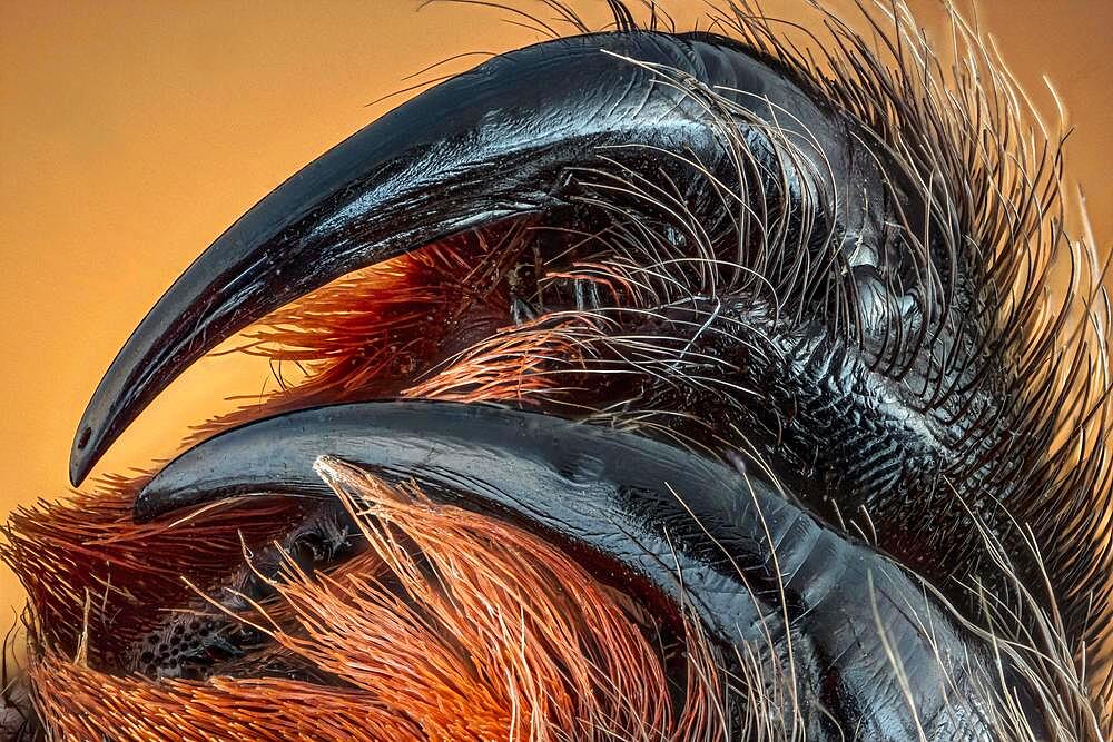 Partial dentition of a hostage spider (Amblypygi), macro photo, magnification ABM 5 :1, Hesse, Germany, Europe