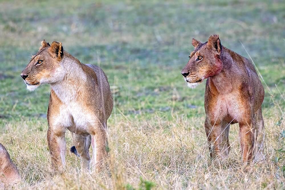 Lion (Panthera leo), two lionesses, Moremi Game Reserve West, Okavango Delta, Botswana, Africa