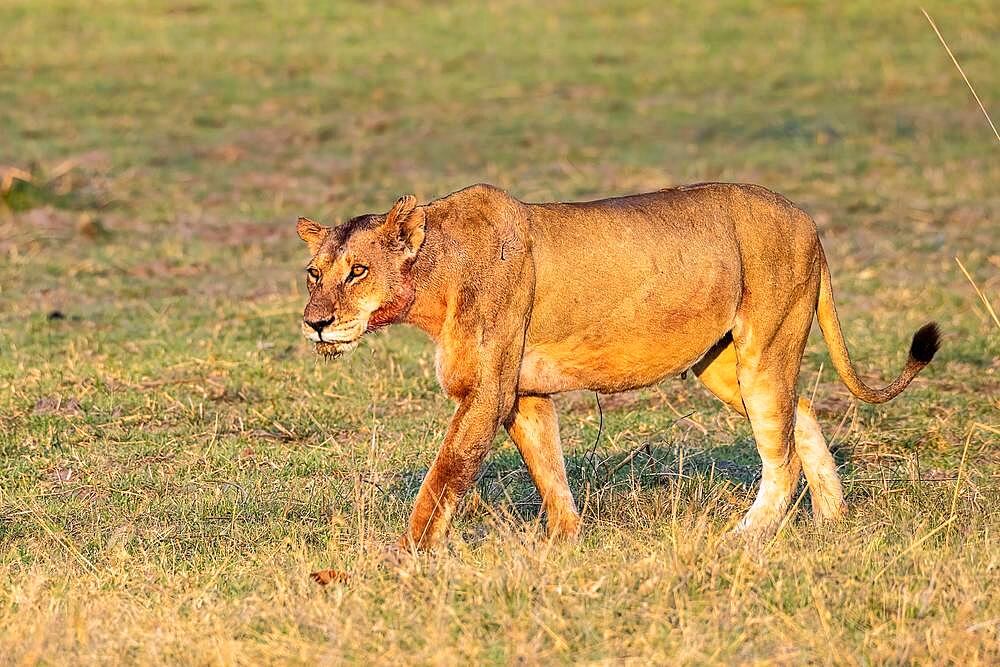 Lion (Panthera leo), Lioness, Moremi Game Reserve West, Okavango Delta, Botswana, Africa