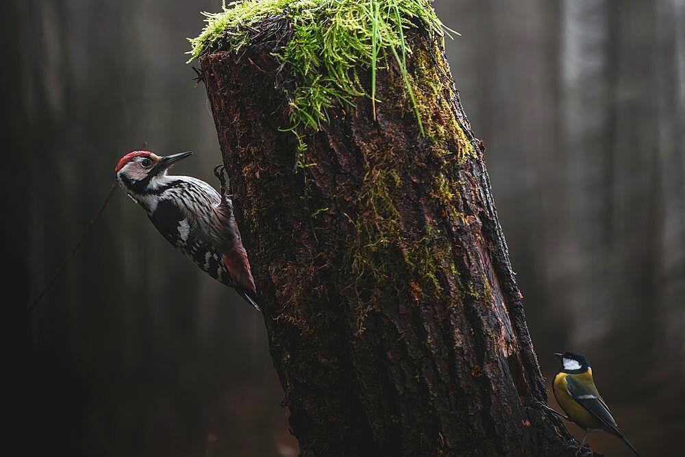 Middle-spotted woodpecker (Dendrocoptes medius), Great Tit (Parus major), tree, Bialowieza, Poland, Europe