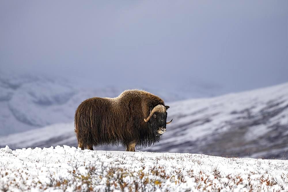 Musk ox (Ovibos moschatus), bull in freshly snow-covered tundra, Dovrefjell-Sunndalsfjella National Park, Norway, Europe