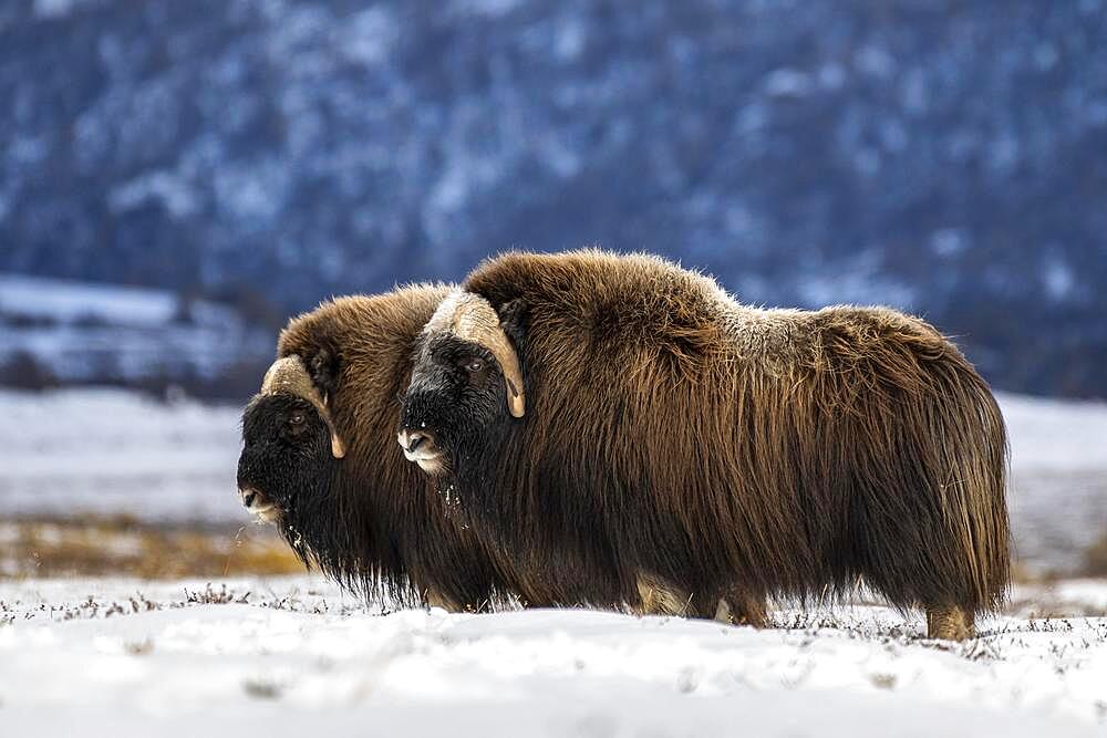 Musk ox (Ovibos moschatus), Two bulls in freshly snow-covered tundra, Dovrefjell-Sunndalsfjella National Park, Norway, Europe