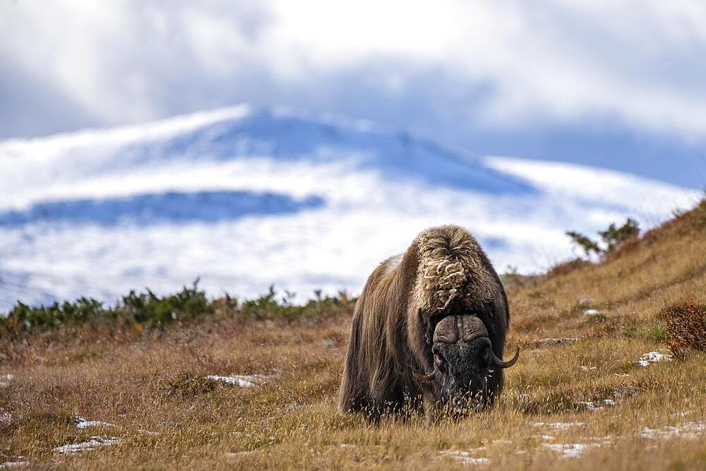 Musk ox (Ovibos moschatus), bulls, Dovrefjell-Sunndalsfjella National Park, Norway, Europe