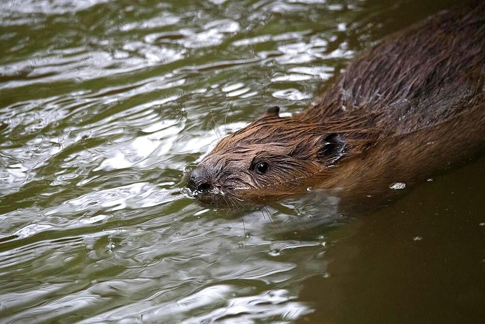 European beaver (Castor fiber), swimming in the water, Fulda, Hesse, Germany, Europe