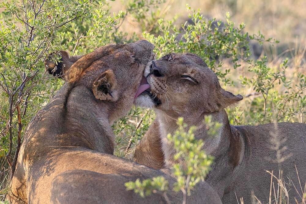 Lion (Panthera leo), lionesses grooming, Moremi Game Reserve West, Okavango Delta, Botswana, Africa