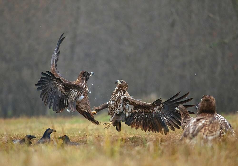 White-tailed eagle (Haliaeetus albicilla) in aerial combat, Poland, Europe