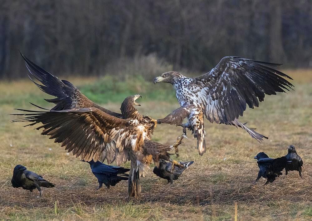 White-tailed eagle (Haliaeetus albicilla) in aerial combat, Poland, Europe