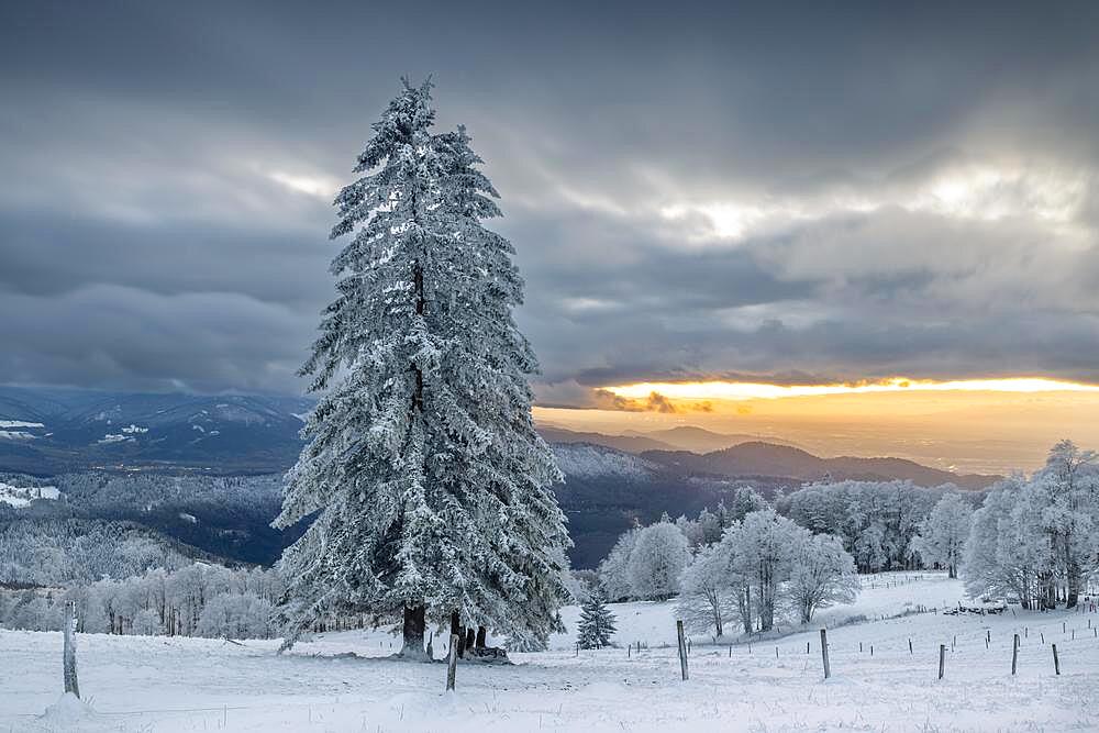 Snowy landscape at sunset on the Kandel, Black Forest, Freiburg, Baden-Wuerttemberg, Germany, Europe