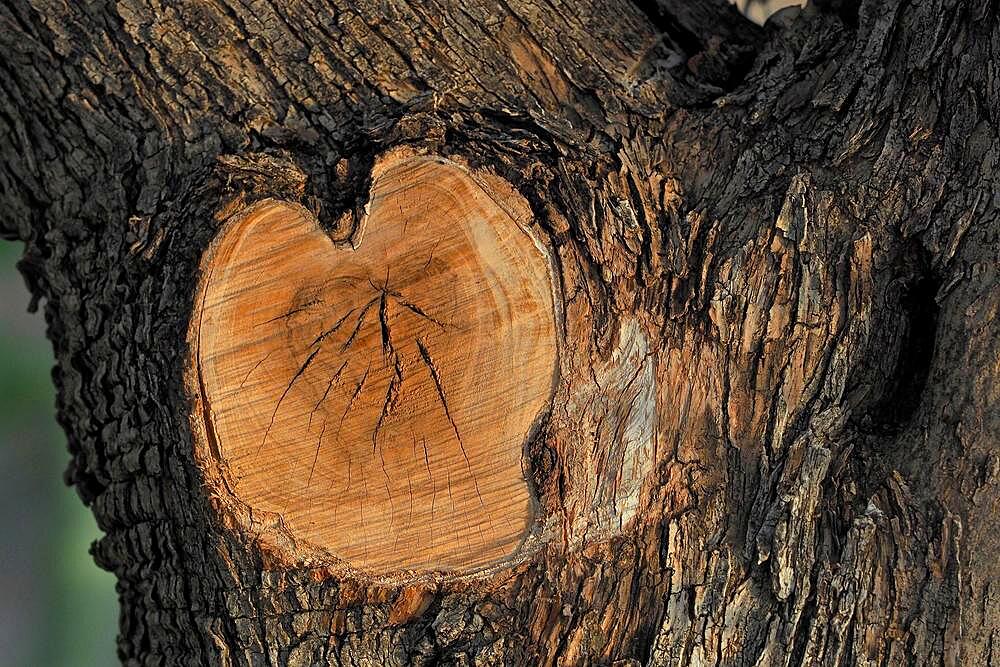 Sawed off branch of olive tree in heart shape, natural heart, heart shape, heart of nature, natural heart, symbol of love, sign of love, love symbol, proof of love, heart symbol, organ heart, kindness, affection, inflamed, in love, crush, colour red, heart emoji, Spain, Europe