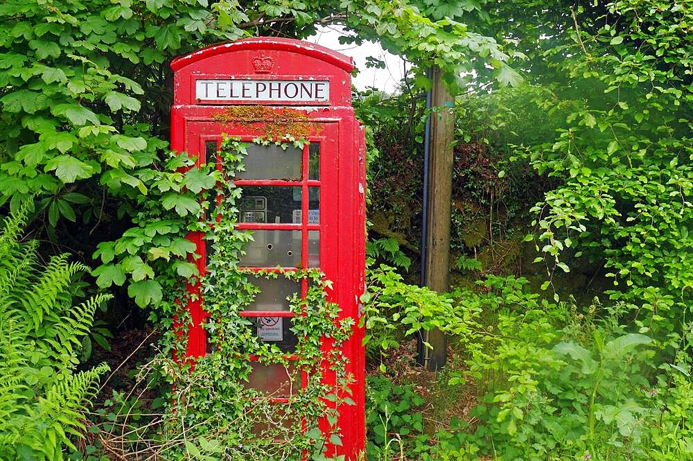 British telephone box becomes overgrown with ivy, Devon, Great Britain