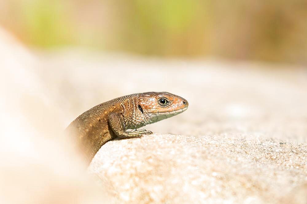 Viviparous lizard (Lacerta vivipara), animal portrait, Hesse, Germany, Europe