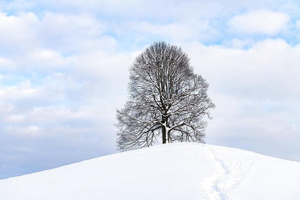 Freestanding lime tree on hill, winter, Hirzel, drumlin landscape, Canton Zurich, Switzerland, Europe