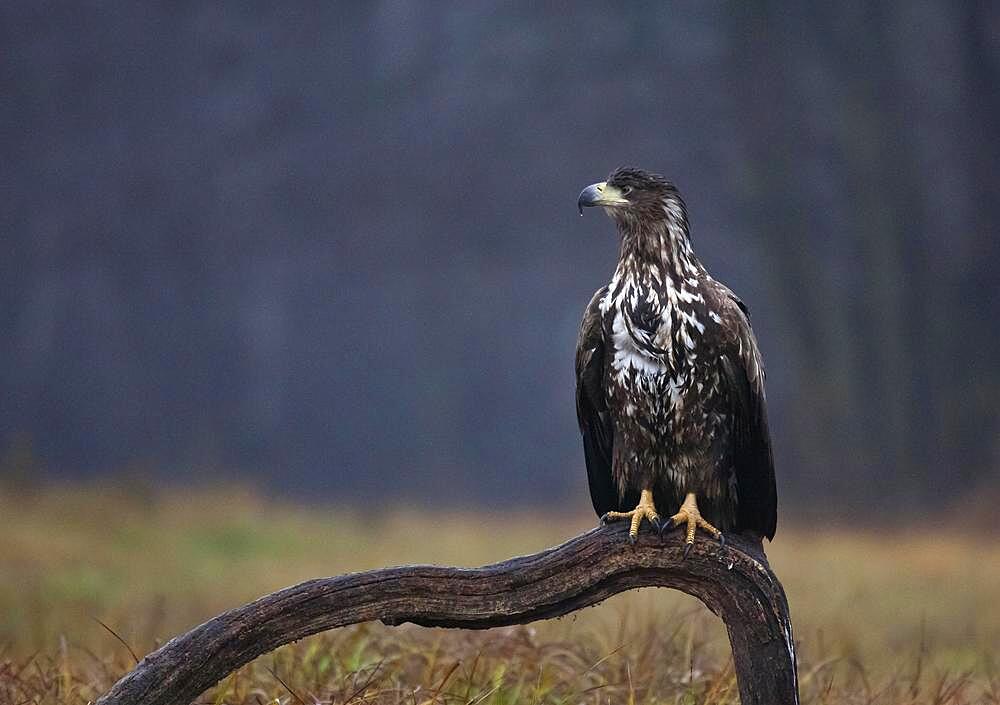 White-tailed eagle (Haliaeetus albicilla) sitting on a root, Poland, Europe