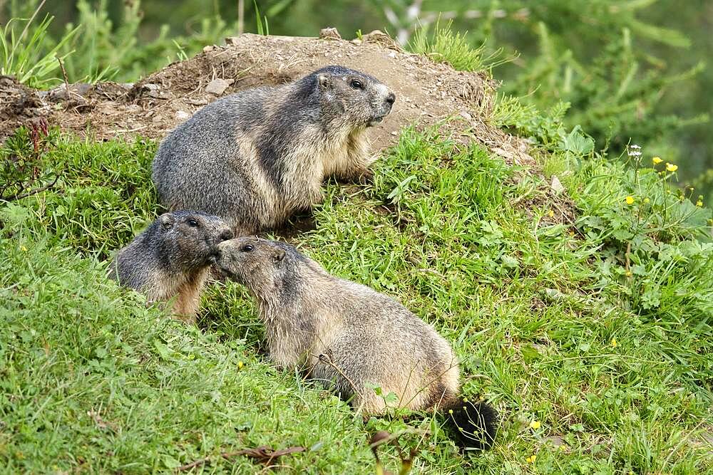 Alpine marmot (Marmota marmota), group at construction site, Krumltal, side valley of Huettwinkltal, Raurisertal, Pinzgau, Salzburger Land, Austria, Europe