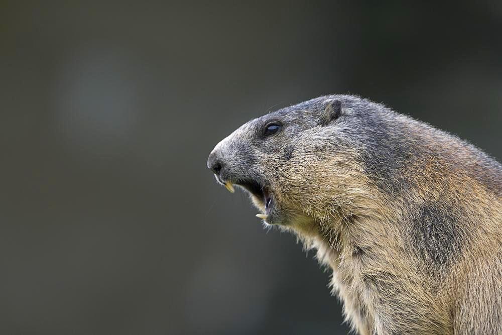 Alpine marmot (Marmota marmota), calling, portrait, Hohe Tauern National Park, Carinthia, Austria, Europe