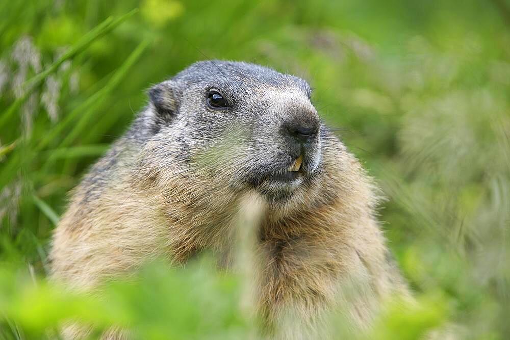 Alpine marmot (Marmota marmota), portrait, Hohe Tauern National Park, Carinthia, Austria, Europe