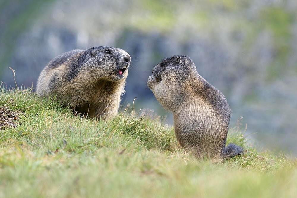 Alpine marmot (Marmota marmota), adult and young, Hohe Tauern National Park, Carinthia, Austria, Europe