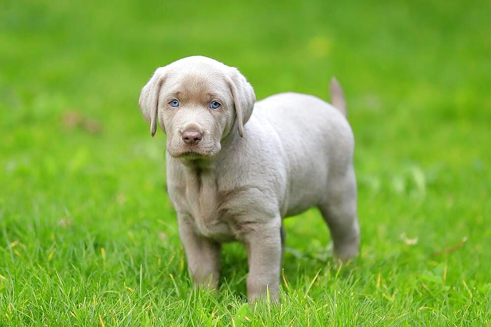 Labrador domestic dog (Canis lupus familiaris), puppy standing in the grass, Rhineland-Palatinate, Germany, Europe