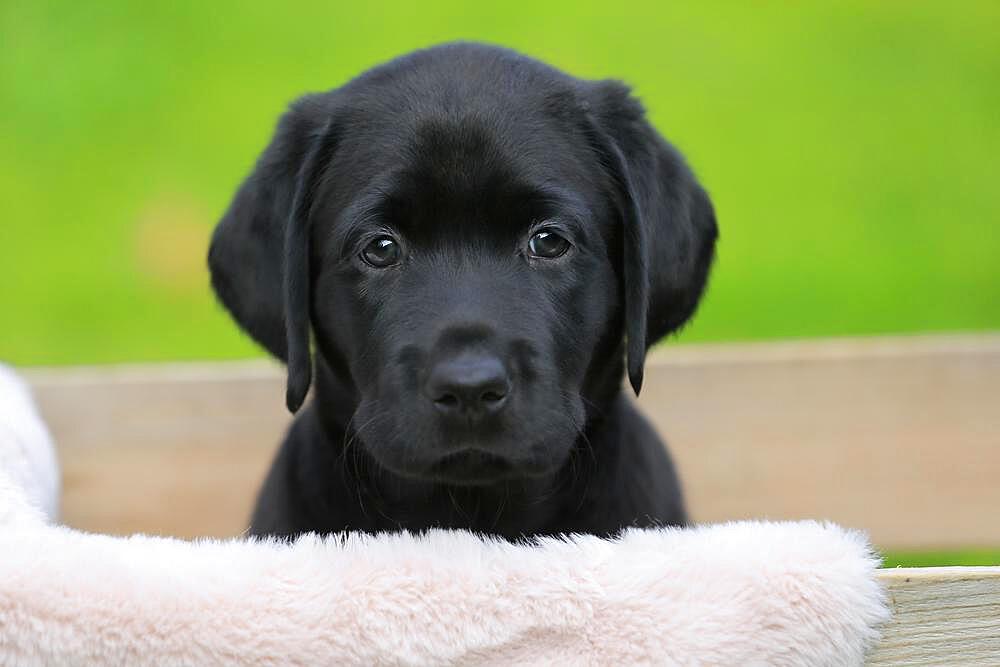 Labrador, puppy (Canis lupus familiaris), portrait, Rhineland-Palatinate, Germany, Europe