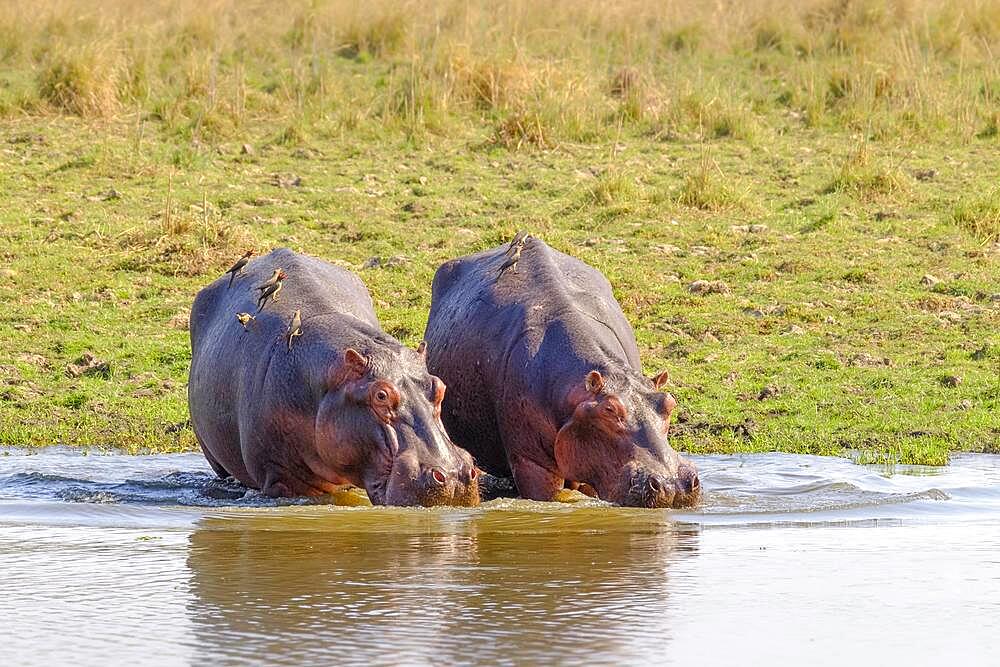 2 (Hippopotamus amphibius) Hippos go into the water. Lower Zambezi National Park, Zambia, Africa